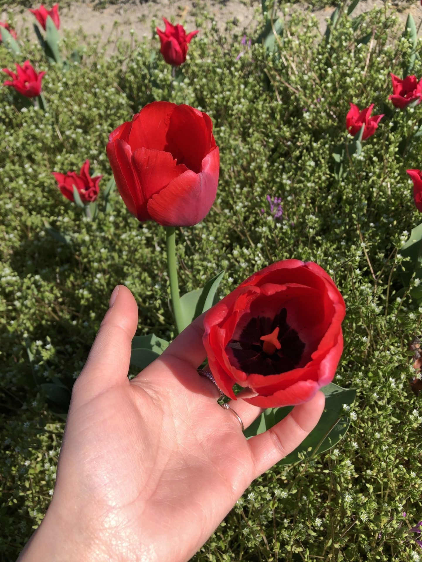 tulipani torino tuliparty